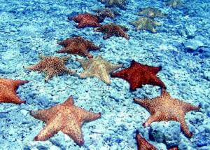 Starfish at Waterlemon Cay