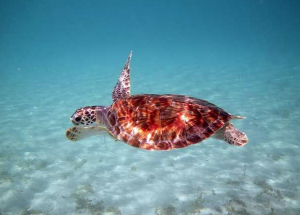 Trunk Bay turtle